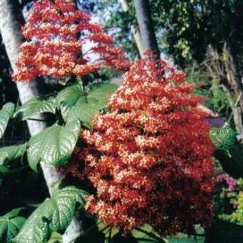 Beautiful flower, Bali