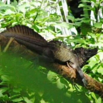 <b>Sailfin Lizzard, Moody Gallery, Galveston Texas  Sue/OK</b>