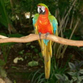 Macaw at Cypress Gardens in Florida