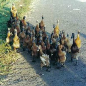 <b>Duck herding, Central Java, Indonesia</b>