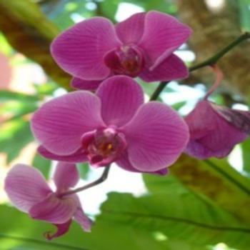 Orchids