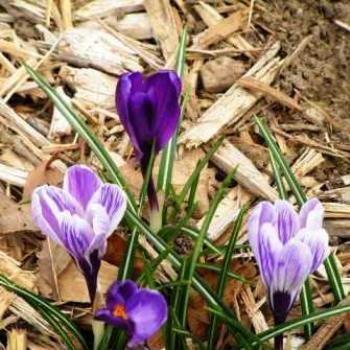 <b>Crocus Sue/OK</b>