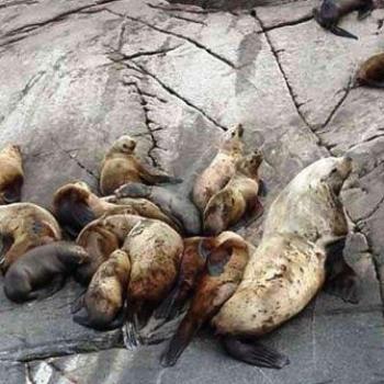 <b>Steller Seals near Juneau Alaska Sue / OK</b>