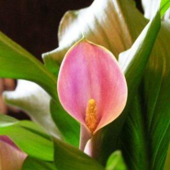 <b>My Valentine Calla  Sue / OK</b>