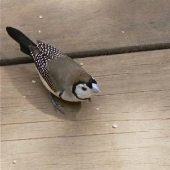 Double-Barred Finch (Ian/Sydney)