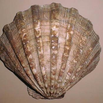 <b>Scallop Shell / kr NC</b>