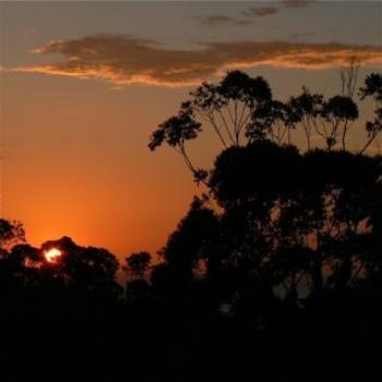 <b>Sunrise Through the Trees (Ian/Sydney)</b>