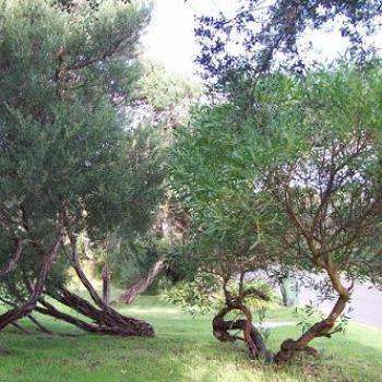 <b>Ti-tree and coastal wattle : dino/ Sth Gippsland</b>