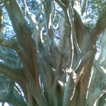 Moreton Bay Fig (CynB)