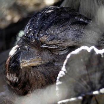 snoozing frogmouth