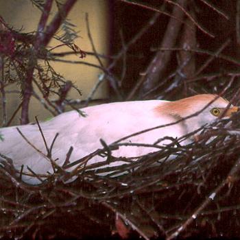 <b>Cattle Egret, nesting. Cape Fear coastal area, NC / kr NC</b>