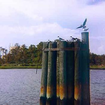 <b>Pilings at the ferry landing on the Cape Fear River in Southport, NC \ kay NC</b>