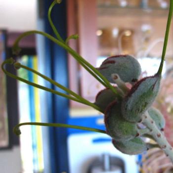 grevillea  seed pods Kate/Sydney