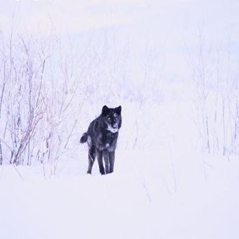 <b>Wolf in Winter</b>