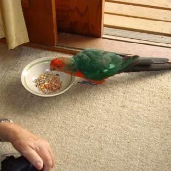 <b>Juvenile King Parrott (Ian/Sydney)</b>