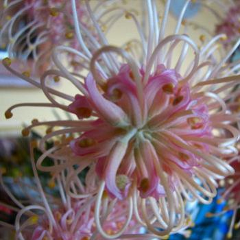 <b>grevillea Kate/Sydney</b>