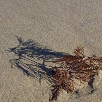 <b>sea weed and shadow/ dino</b>