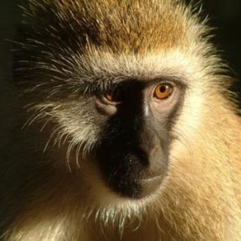 <b>Black-faced Vervet Monkey, Samburu, Kenya (Eileen, Surrey UK)</b>