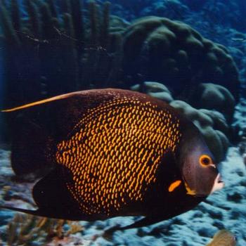 <b>A fish at the Fort Fisher NC Acquarium / kr NC</b>