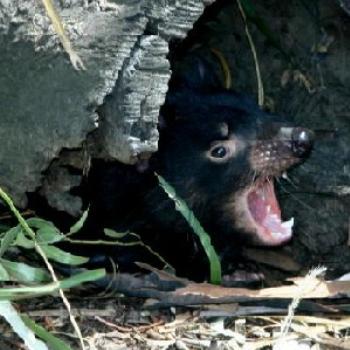 Tassie Devil  (Chayote, Melb)