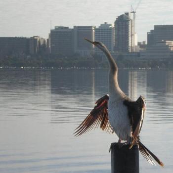 <b>S. Perth bird looking towards East Perth across the river/Colleen</b>