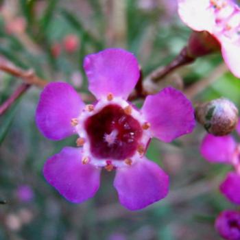 <b>LA08  Teatree Leptospermum Myrtaceae Kate/Sydney</b>