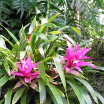 <b>Pink Bromeliad   Sue / OK</b>