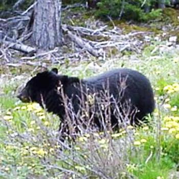 Black bear in Alaska    Sue/Ok