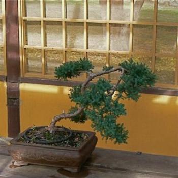 Bonsai (Ian/Sydney)