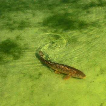 <b>carp in pond, Chantilly, France - Peg</b>