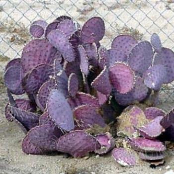 Cacti in the California desert    Sue / OK