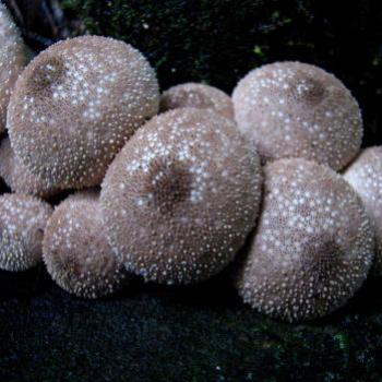 <b> toadstools, Hawksebury River NSW Kate/Sydney</b>