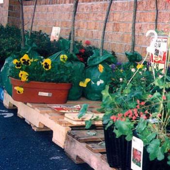 Potted flowers at the supermarket / kay NC