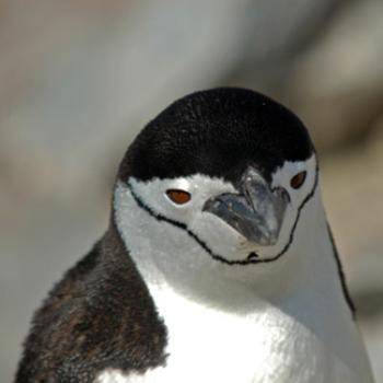 <b>Chinstrap penguin</b>