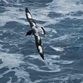 Cape Petrel