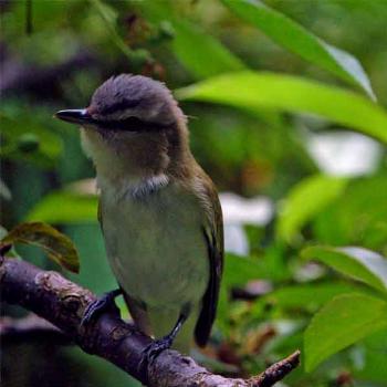 <b>red-eyed vireo in our yard - Peg</b>