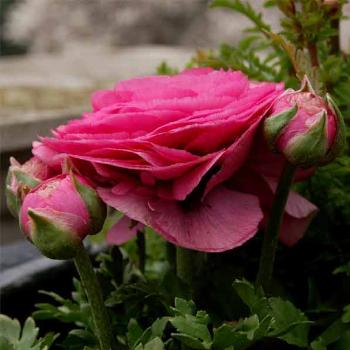 <b>ranunculus flower? - Peg</b>