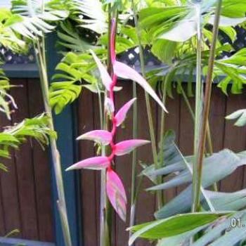 Bromeliad Hawaii  Sue/Ok