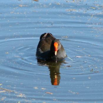 DZJ08 Dusky/black Moorhen  Gallinula tenebrosa Kate/Sydney