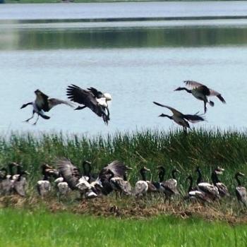 <b>Watch out! I'm coming into land. Magpie geese - fi NT</b>