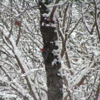 <b>Icestorm Oklahoma 2007 Sue/Ok</b>