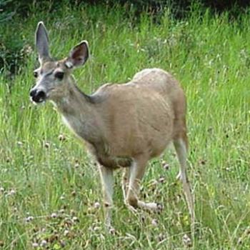 <b>Curious deer   Sue / OK</b>