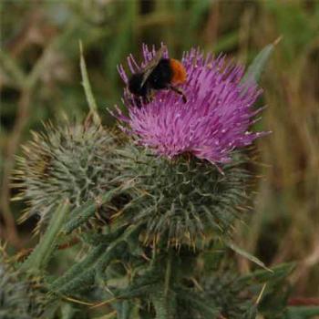 <b>bee and thistle - France - Peg</b>