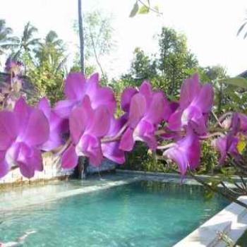 Garden pool, Gazebo Hotel, Sanur. Lori/Adel