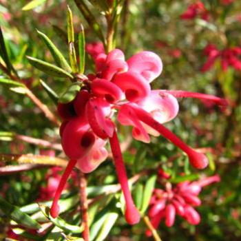 <b>LA08 Grevillea Proteaceae Kate/Sydney</b>