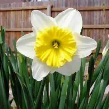 <b>Daffiodil spring 2008 Sue/Ok</b>