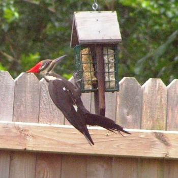 <b>Pileated Woodpecker at the feeder  Sue / OK</b>