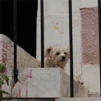 <b>old dog at cafe where we ate lunch, France - Peg</b>