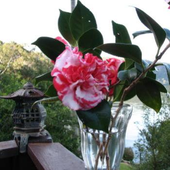 <b>HRJn08 Camellia & view Kate/Sydney</b>