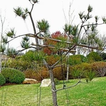 Captive Tree - Dubbo (Ian/Sydney)